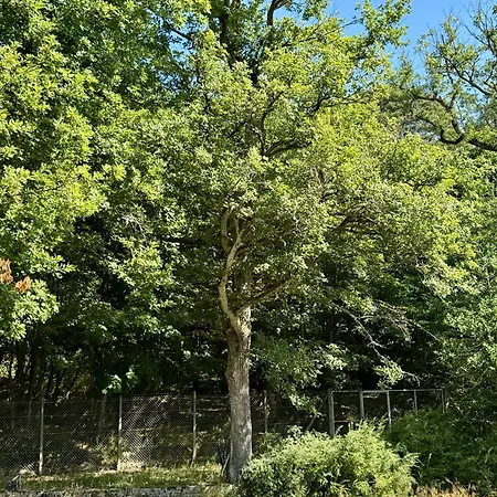 Foret Thannenkirch